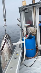 6.3M views · 128K reactions | A tuna so big it takes three grown men to lift it on board!   Bigfish Charters #bluefintuna #tunafishing #massachusetts | FishingBooker | Facebook