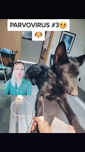 Understanding Parvovirus in Dogs: Symptoms, Treatment, and Prevention