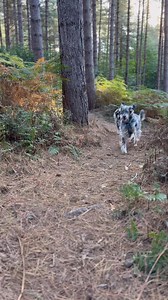 Tonight is #HobsonsBigNightOutAtTheCastle 💪🐾🥳 | The Daily Hobson