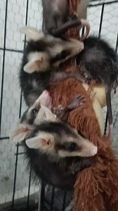 84K views · 6.6K reactions | Chiquitines entrenando como trepar ......para ponerse a salvo de sus depredadores y también para buscar comida en los árboles preparándose para cuando regresen a su hábitat natural. | ECO HUELLAS - TMZ | Facebook