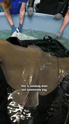 Adelaarsrog krijgt echo en anticonceptie behandeling