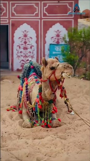 Jaipur Rajasthan Travel Guide🩷| Best Places to Visit in Jaipur |Pink City Tour 2026. #wanderlust