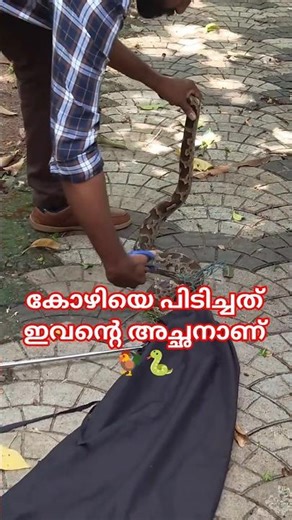 കോഴിയില്ലെങ്കിൽ മുട്ടയായാലും മതി🐍| Python rescued from a farm in town #sarpa #snake #urbansnakelife