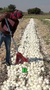 1.5M views · 47K reactions | el kilo de cebolla a 80 centavos en el campo no se pasen mi gente a seguir apoyando a nuestros agricultores con la cebolla carta blanca #agriculture | Sin Ruta | Facebook