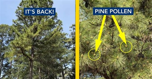 Rising spring pollen blankets the Triangle, coating cars and sidewalks yellow