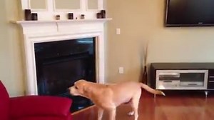 27K views · 121 reactions | It's not every day that you see a dog this calm, relaxed, and attentive while completing a task. <3 | Rumble | Facebook