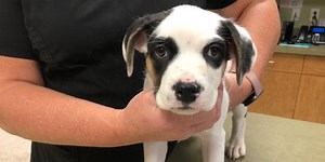 There’s a suspected new dog virus in the area, but vets say don’t panic