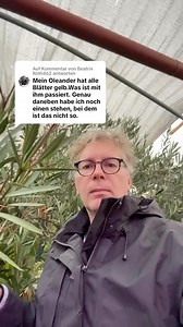 Frage an den Pflanzenarzt•Mein Oleander hat alle Blätter gelb.Was ist mit ihm passiert. Genau daneben habe ich noch einen stehen, bei dem ist das nicht so. | Pflanzenarzt