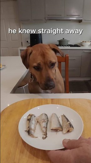 Bolt Knew Instantly 🐶 Easy Sardine Dog Treats