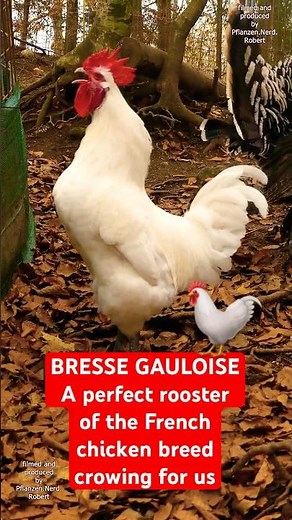 Rooster of French Bresse Gauloise chicken crowing #bressegauloise #rooster #farming #chickens #hahn