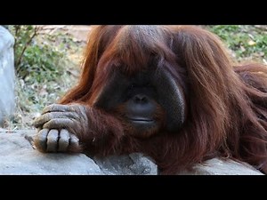 Sign language orangutan dead at 39