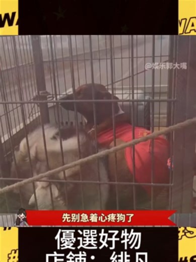 主人沒有拋棄小狗就已經很負責了！#緋凡優選 #寵物 #萌寵 #聲霸 #台灣奇亞挖礦阿凱 #風扇 #機械鍵盤 #飛利浦