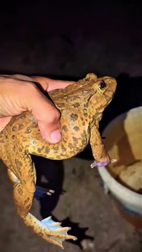 This video shows about frog video for laughfrog soundfrog dancefrogfrog songfrog paperfrog crazy