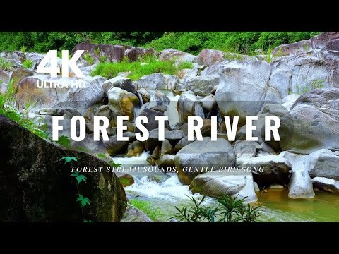 4K Forest & Wild Sounds | FOREST STREAM SOUNDS, GENTLE BIRD SONG, RELAXING NATURE SOUNDS
