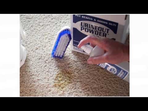 Dog Urine Stain and Odor Removal from Carpet