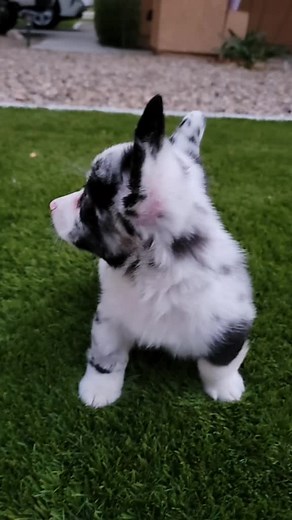 Очаровательные серые корги: Особенности породы