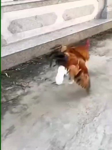 6.3K views · 37 reactions | شركه البرماوي: مجاهد البرماوي للانتاج...