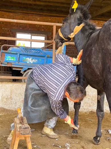 104_The donkey brayed happily during hoof trimming,🦙✨ Watch this stunning ASMR journey as we reveal the chaotic effects of 3 years without hoof trimming on a donkey! Plus tips on ultimate hoof care! 🐾💚 #hooftrimming #asmr #farming #hoofcare #farrier #farriersoftiktok #hoofcare #horses **Video Description:** Watch as we tackle the challenge of a donkey’s neglected hooves after 3 years! Join me for the soothing sounds of the trim in this ASMR experience. Let's unveil the amazing transformation!