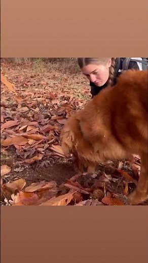 ‘Good boy!’ Truffle-sniffing dogs are helping uncover hidden underground ecosystems
