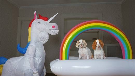 Beagle dog pranked by unicorn rainbow surprise hilariously