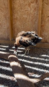 GRAPHIC CONTENT: Current Patient: Black Vulture Our Wildlife Rehabilitation Hospital recently admitted this baby Black Vulture from Atlantic County! Unfortunately, this baby was left outside of a Humane Society overnight with no information. Normally, if a location where the baby was found was known, our staff would investigate to see if the parents were still in the area. Many finders assume that baby Black Vultures are abandoned or have fallen from a nest if they are found on the ground alone,