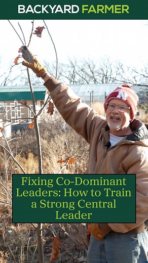 Codominant leaders can create weak branch unions that lead to splitting and failure later in a tree’s life. Tim Dungan from Great Plains Nursery shows you how to manage branches early to help build a stronger, longer-lasting tree. This technique helps trees develop safer structure and heal more efficiently over time. 🌱 Follow Backyard Farmer for seasonal tips and grow with us #TreePruning #CentralLeader #TreeStructure #BackyardFarmer #UrbanTrees #TreeTraining #nebraskaforestry #TreeCareTips #gr