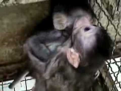 Saving the Macaque Monkeys