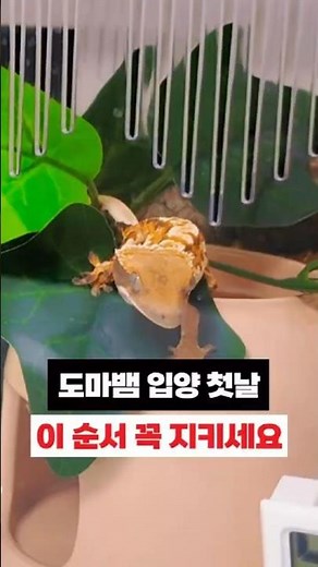도마뱀 입양 첫날, 이 순서 꼭 지키세요 #크레스티드게코 #도마뱀 #gecko #크레집사