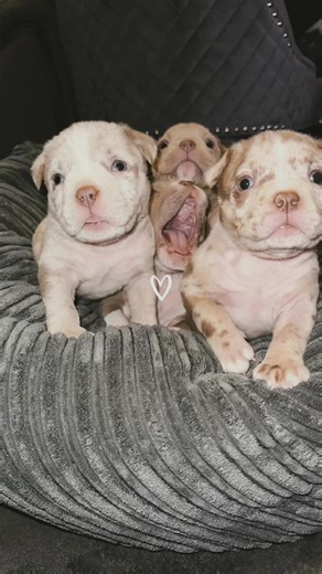 5 week pup update Available @ pets4homes Link in our bio #pocketbully #photography #fyp #exoticbully #t #fyppppppppppppppppppppppp #americanbullyofficial #americanbullylover #americanbully #dogs #123 #artistsoftiktok #tiktok #dogsoftiktok #puppylove #puppies #cute #breeder #boys #b #dúo #doubleexposure #g #j