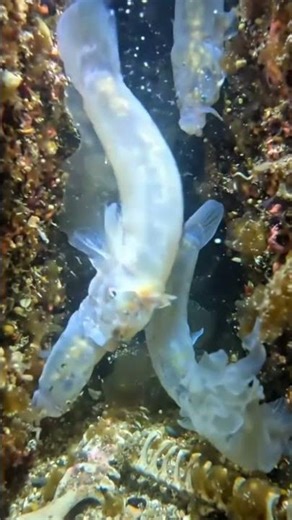 Hagfish POV 🐍 Deep Sea Horror! Real Underground Tunnel Exploration | Micro Camera Experiment