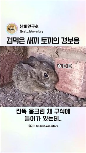 The cute(?) alarm sound of baby rabbits