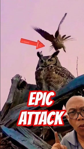 Peregrine Falcon Attacks Owl at Lightning Speed – You Won’t Believe This!