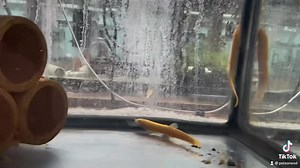 Dojo Loach - Misgurnus anguillicaudatus The Dojo Loach is also known as the "Weather Loach" for their ability to predict the weather with their barometric pressure detection. They make great additions to community fish tanks as they are very peaceful. They tolerate temperatures between 50-82 degrees, making them good tankmates for both tropical fish and coldwater fish such as goldfish. #dojoloach #fyp https://www.petzonesd.com/golden-dojo-loach-large/ | Pet Zone Tropical Fish, San Diego, Califor