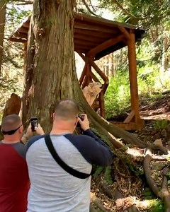 1.2M views · 3.1K reactions | One wolf was able to rally the entire pack!  | Furry Tails | Facebook