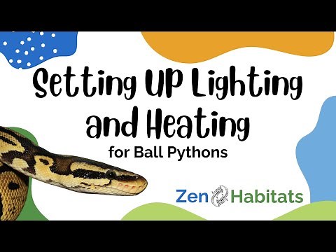 What Is The Proper Lighting Set Up for a Ball Python? 🐍