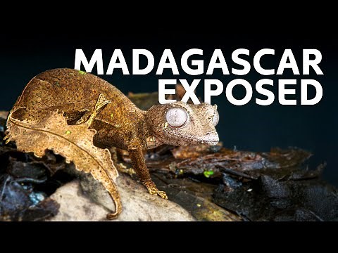 Madagascar’s Wildlife Wonders: Discover Nature's Hidden Secret