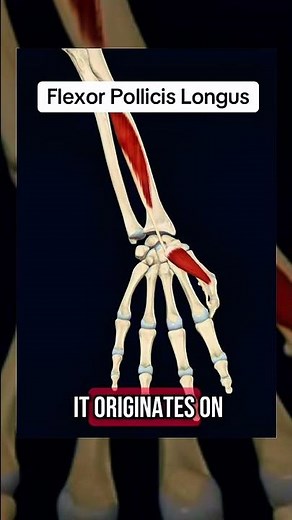 Flexor pollicis longus #muscle #anatomy