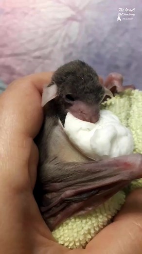 10K views · 1K reactions | Rescued baby bat nursing on cotton ball soaked with baby special formula #babybat #batrescue #wildlife #skypuppy #animalsanctuary #fostercare #yummy #nursing #munching #toocute #special #babyformula #batsofinstagram | The Israeli Bat Sanctuary | Facebook
