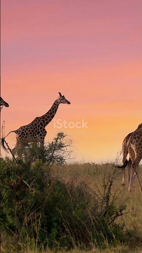 Giraffes Sleep Only 20 Minutes a Day 😱 | Shocking Animal Facts