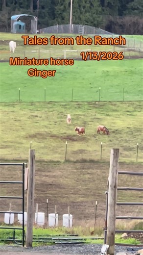 Rusty Bar Ranch on Instagram: "Tales from the Ranch - Ginger the one eyed miniature horse - 1/13/2026 - Today while working in my office I was doing my best to not get distracted by the hummingbirds and then Ginger. I wasn’t very successful. When I saw Ginger racing around I knew I needed to get video of her. I went outside, the ruler of “All things Hummingbird”, came flying over from the almond tree, landed in the columnar apple tree and began chewing me out. Ginger had raced around once and I 