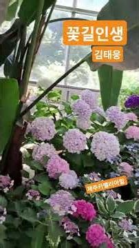 꽃의절정 제주 수국축제 #힐링여행 #힐링음악 #트로트 #카멜리아힐