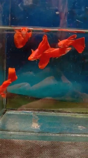 #HFBDG show of beauty albino full red red ear by happyfarmbandung #fish #guppy #hobby #bandung