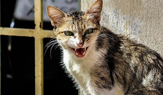 How to Get Rid of Stray Feral Cats Permanently? (7 Ways)
