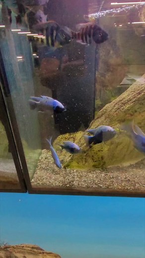 Copadichromis trewavasae Lupingu | Aquahaus Gaus