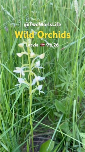 🌸 We Discovered Protected Wild Orchids by Our Lake! #Latvia #Nature #Wildflowers #orchids