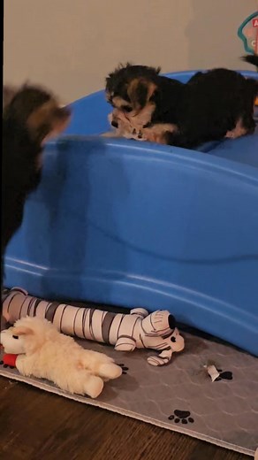 Eloise, Queen of the Hill 👑 | Fluff Town Puppies, LLC