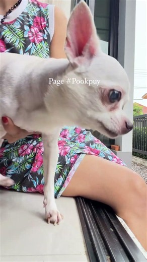 lovely #dogs #love #dogsofinstagram#beautiful #dog#instagood #puppy #cute #dogstagram #Short videos