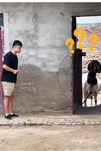 Hilarious Animal Voice Pranks You Must See