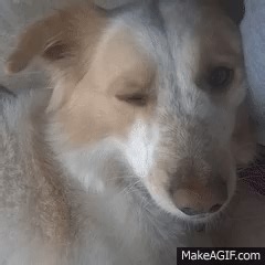 * blink * on Make a GIF