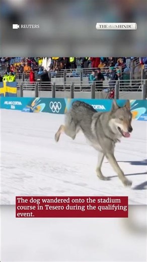 Husky gatecrashes team sprint at Winter Olympics